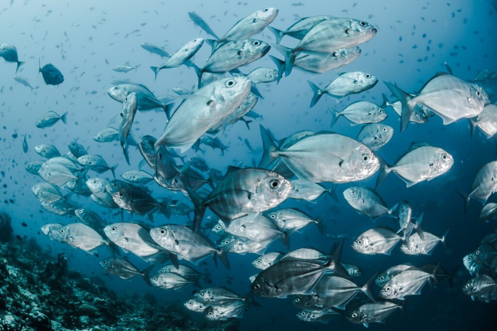 Fresh sea fish sale in Abu Dhabi