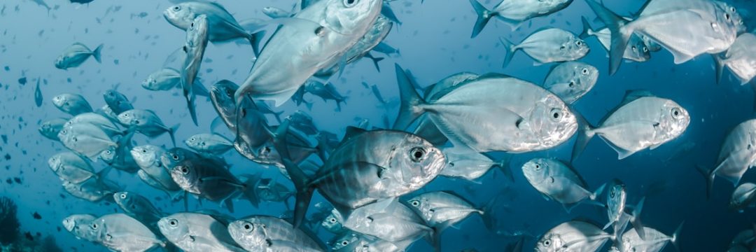 sea fish new